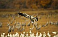 DSC_5503 snow goose landing.jpg