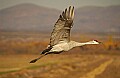 DSC_5505 sandhill crane in flight.jpg