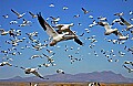 DSC_5687 geese ascending over the bosque.jpg