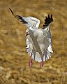 DSC_5725 snow goose landing.jpg