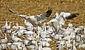 DSC_5757 snow geese landing.jpg