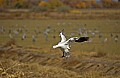 DSC_5758 snow goose landing.jpg