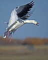 DSC_5791 snow goose landing.jpg