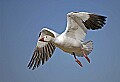 DSC_5889 snow goose in flight--closeup.jpg