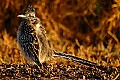 DSC_6105 roadrunner.jpg