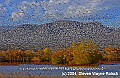 DSC_6140 snow geese ascent.jpg