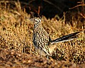 DSC_6170 roadrunner.jpg