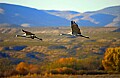 DSC_6403 sandhill cranes flying - mountains.jpg