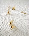 DSC_6706 grasses on white sands.jpg