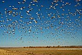 DSC_7023 SNOW GEESE OVER FIELDS.jpg