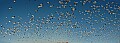 snow geese panorama 2.tif