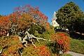 DSC_9273 japanese maple-biltmore.jpg