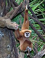 DSC_1547 white-handed gibbon.jpg