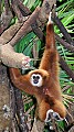 DSC_1553 white-handed gibbon.jpg