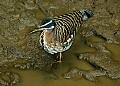 DSC_1559 Sunbittern.jpg