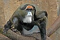 DSC_1585 monkey-don't know.jpg