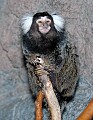 DSC_1599 common marmoset.jpg