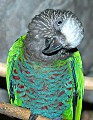 DSC_1601 hawk headed parrot.jpg