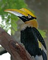 DSC_1628 hornbill.jpg