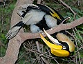 DSC_1631 hornbill.jpg