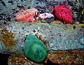 DSC_1648 anemones.jpg