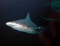 DSC_1664 shark.jpg