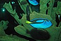 DSC_1697 parrot fish.jpg