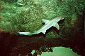 DSC_1706 shark.jpg