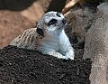 DSC_1720 meerkat.jpg