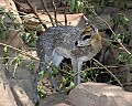 DSC_1727 Klipspringer.jpg