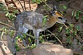 DSC_1737 Klipspringer.jpg