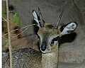 DSC_1741 klipspringer.jpg