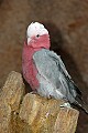 DSC_1754 cockatoo.jpg