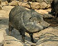 DSC_1762 peccary.jpg