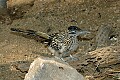 DSC_1765 roadrunner.jpg