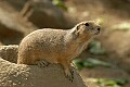 DSC_1766 gopher.jpg