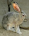 DSC_1768 jackrabbit.jpg