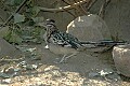 DSC_1771 roadrunner.jpg