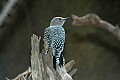 DSC_1773 gila woodpecker.jpg