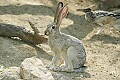 DSC_1776 jackrabbit and roadrunner.jpg