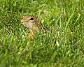 DSC_1896 ground squirrel.jpg