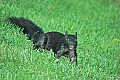 DSC_1899 black phase, gray squirrel.jpg