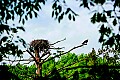 _MG_1786 osprey on limb next to nest.jpg