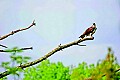 _MG_1800 osprey on limb.jpg