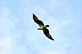 _MG_1813 osprey in flight.jpg