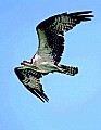 _MG_1900 osprey in flight 8x11.jpg