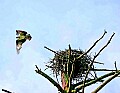 _MG_1923 osprey flying past nest.jpg