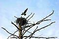 _MG_1927 osprey flying over nest.jpg