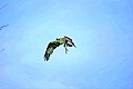 _MG_1997 osprey bringing stick to nest.jpg