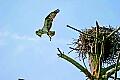 _MG_2001 osprey building nest.jpg